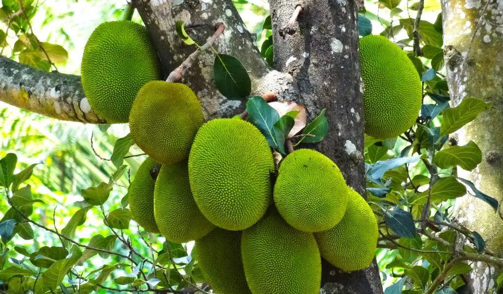 How do you grow jackfruit?