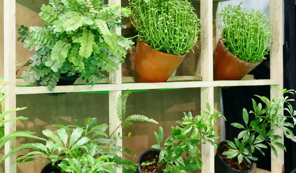 The Ultimate Guide to Designing and Building Your Dream Vertical Garden