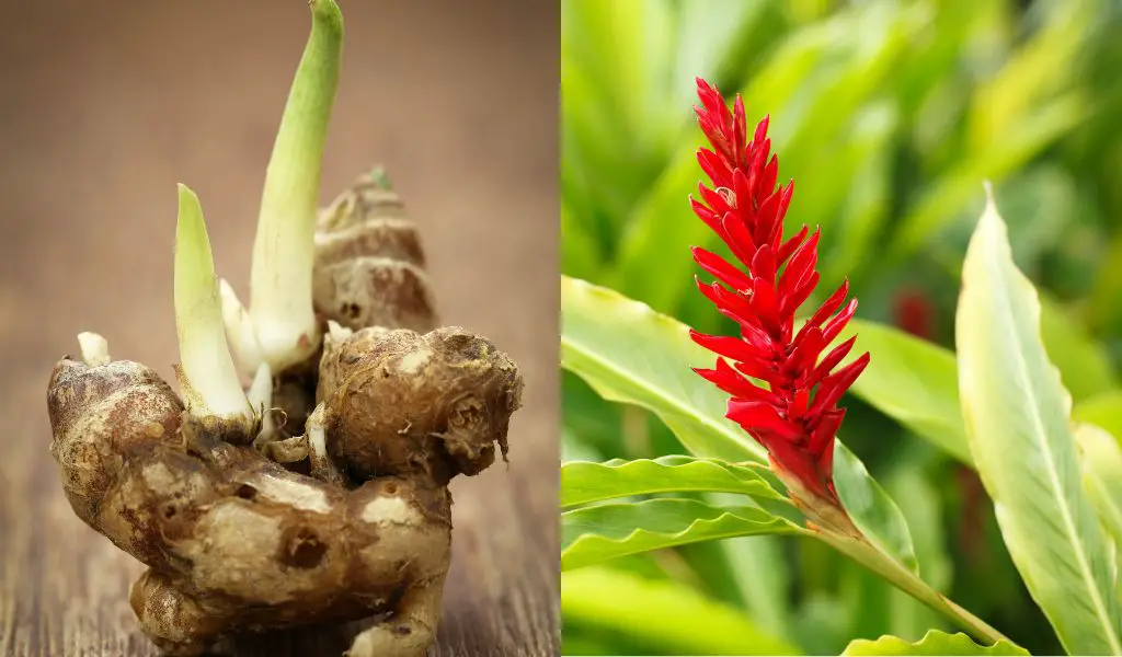 Planting Store Bought Ginger: The Ultimate Guide