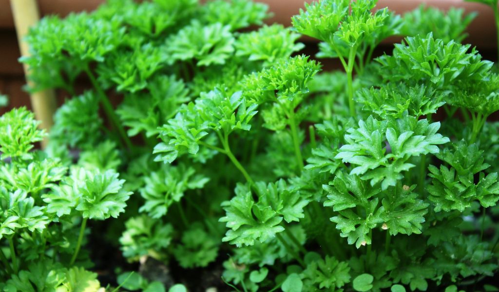 Growing and Caring for Store Bought Parsley Plants