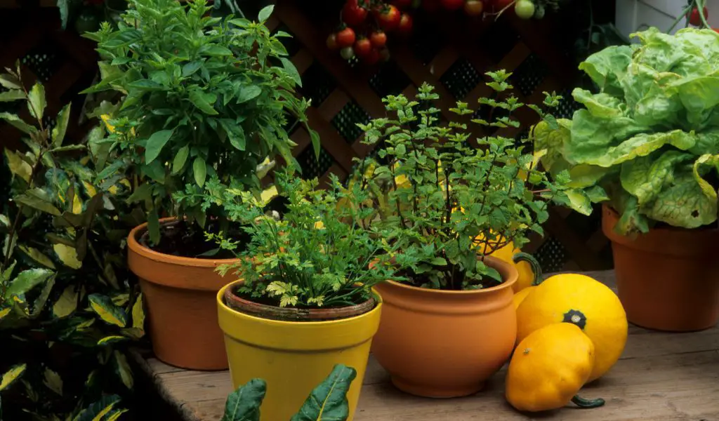 Growing and Caring for Store Bought Parsley Plants