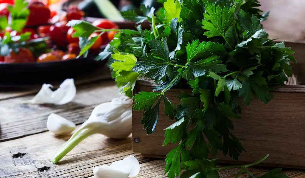 Growing and Caring for Store Bought Parsley Plants