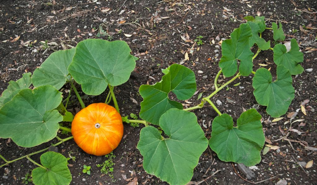 Growing Pumpkins in Grow Bags