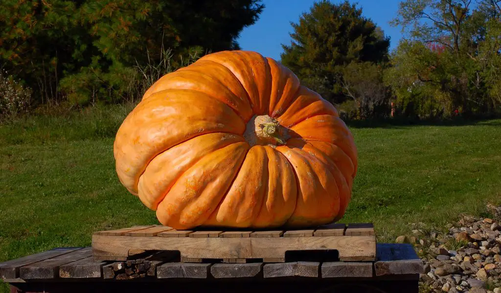 Growing Pumpkins in Grow Bags