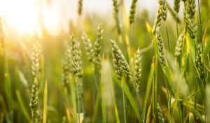 Growing Barley: From Store Bought to Home Grown