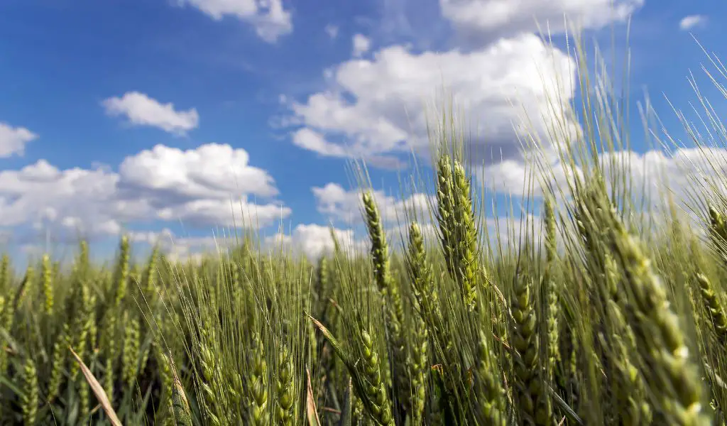 Growing Barley: From Store Bought to Home Grown