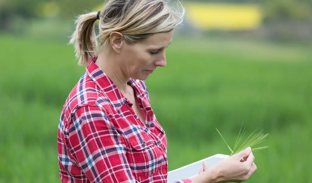 Growing Barley: From Store Bought to Home Grown