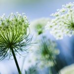 Portable Blooms: Growing Queen Anne’s Lace in a Container