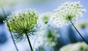 Portable Blooms: Growing Queen Anne's Lace in a Container