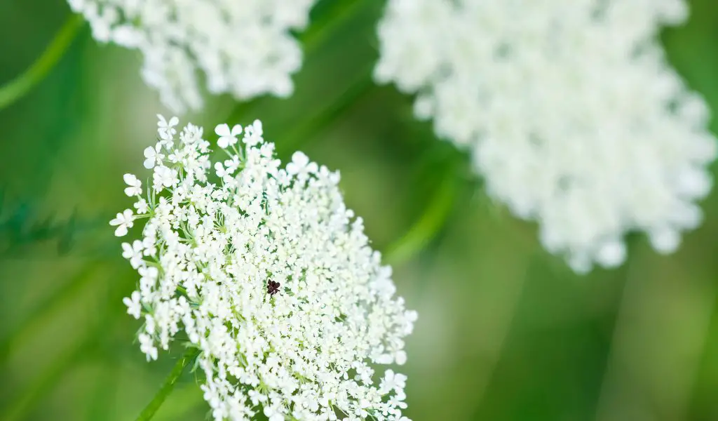 Portable Blooms: Growing Queen Anne's Lace in a Container