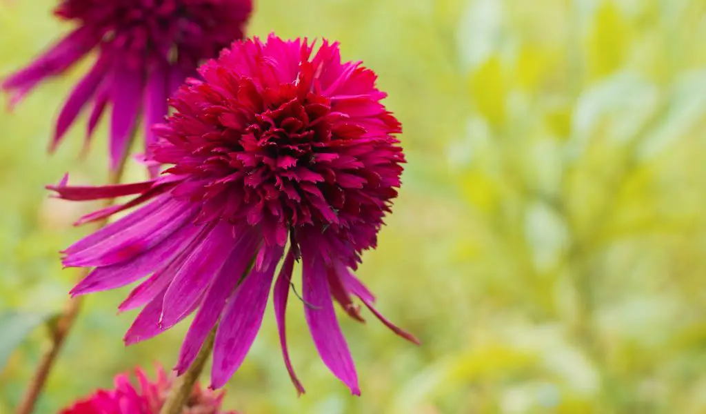 Echinacea in a Pot: Can You Grow Echinacea in Pots?"