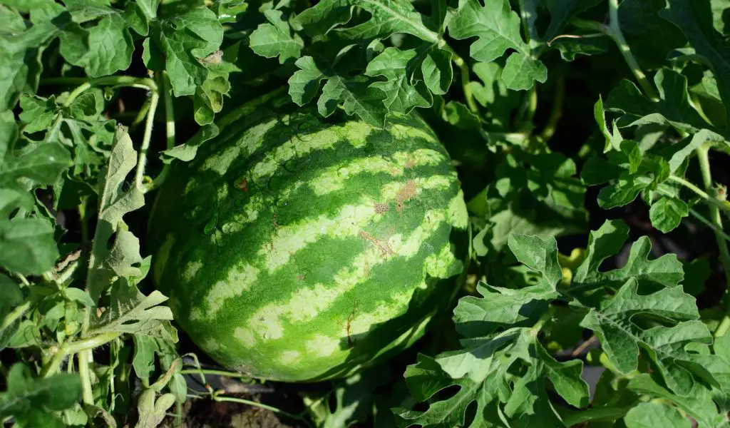 Can you plant seeds from store bought watermelon?