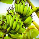 Can You Grow a Banana Tree from a Store-Bought Banana?