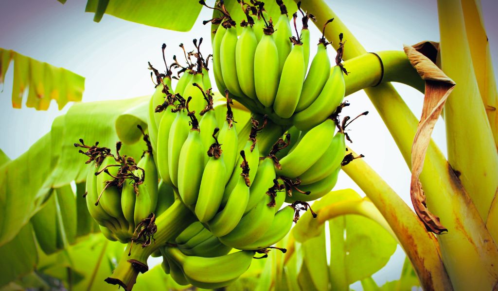 Can You Grow a Banana Tree from a Store-Bought Banana?