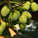 Can You Grow a Mango Tree from a Store-Bought Mango