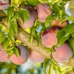 Can You Grow a Plum Tree from a Store-Bought Plum?