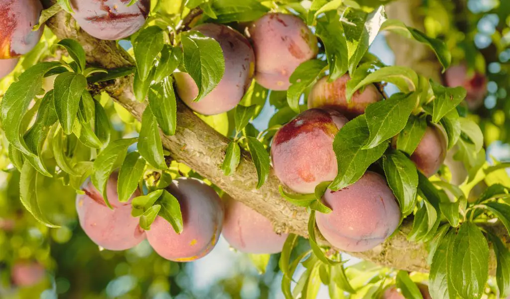 Can You Grow a Plum Tree from a Store-Bought Plum?