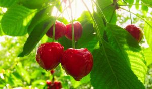 Can You Grow a Cherry Tree from a Store-Bought Cherry?