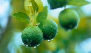 Can You Grow a Lime Tree from a Store-Bought Lime