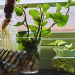 Do Sweet Potatoes Grow Well in Containers?