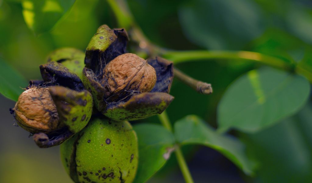 Can You Plant Store-Bought Walnuts? A Comprehensive Guide