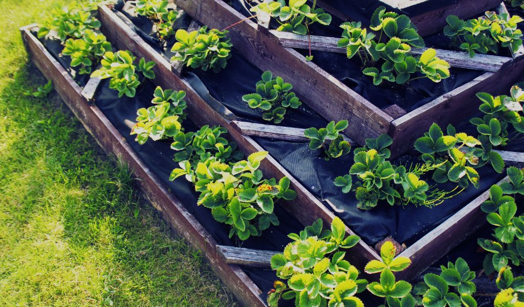 How to Grow Strawberries in a Raised Bed
