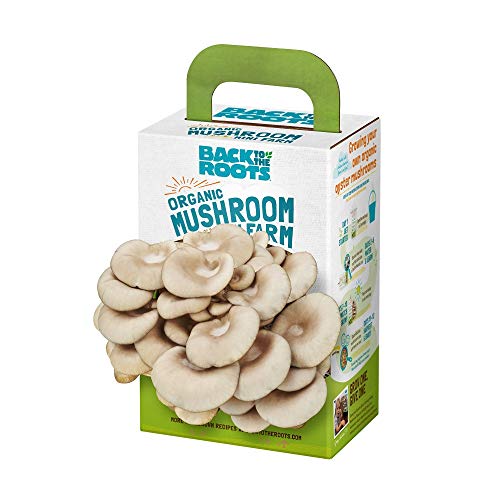 Back to the Roots Organic Mini Mushroom Grow Kit, Harvest Gourmet Oyster Mushrooms In 10 days, Top Gardening Gift, Holiday Gift, & Unique Gift