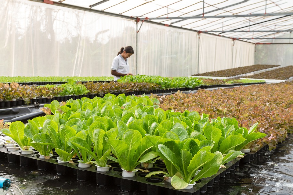 Sustainable Food Solutions: How Greenhouse Gardens are Solving Agricultural Challenges