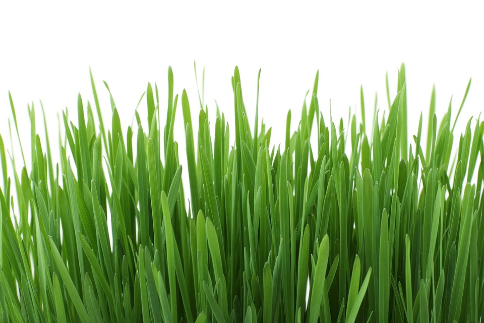 Get Your Lawn in Shape: Expert Tips for Successful Lawn Care