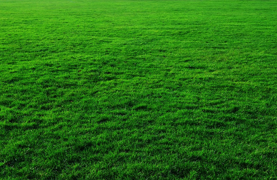 How to Revive a Patchy Lawn: Quick Fixes for a Uniform Surface
