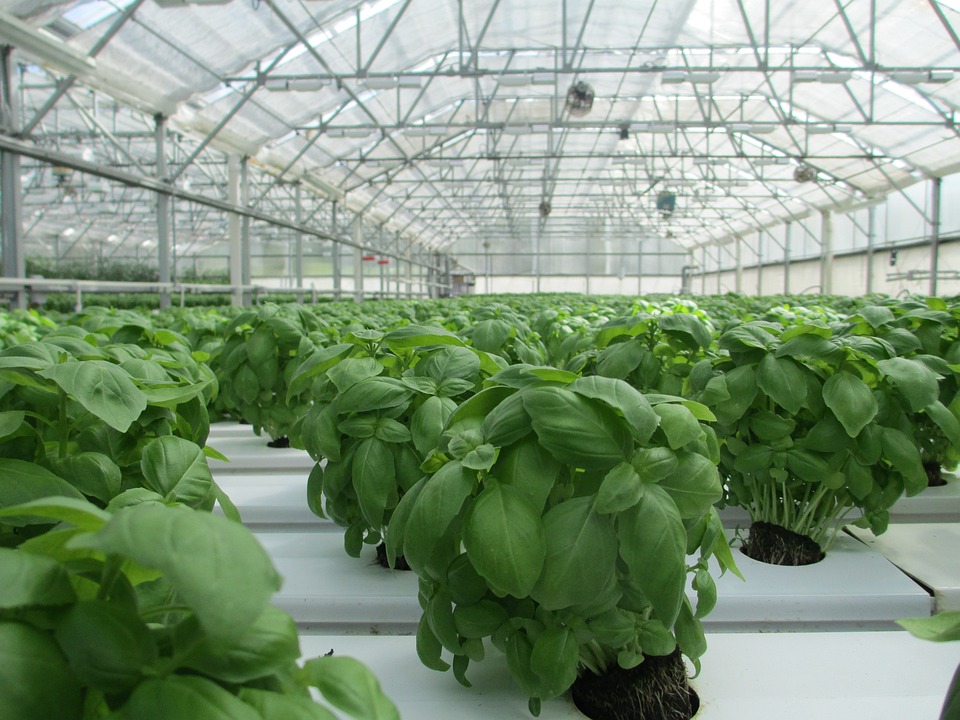 From Seed to Harvest: Exploring the Secrets Behind Successful Greenhouse Gardens