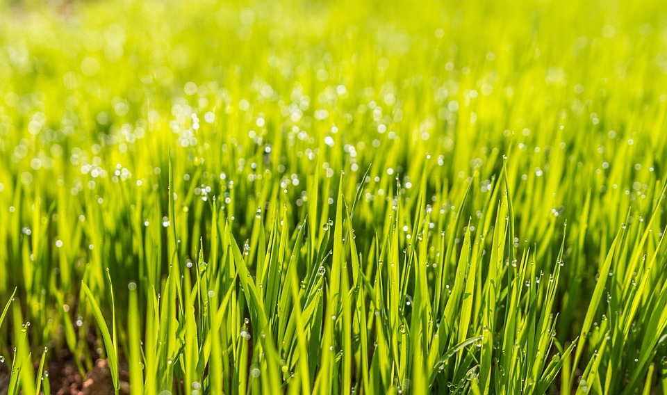 Seasonal Lawn Care: How to Keep Your Yard Healthy and Beautiful Year-Round