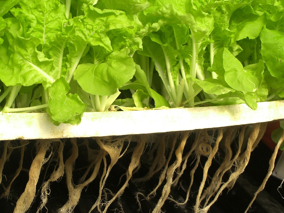 Creating a Sustainable Future: Exploring the Benefits of Home Hydroponics
