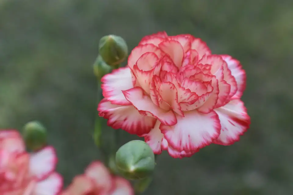 7) Nature's Artistry: A Beginner's Guide to Growing Outdoor Flowers