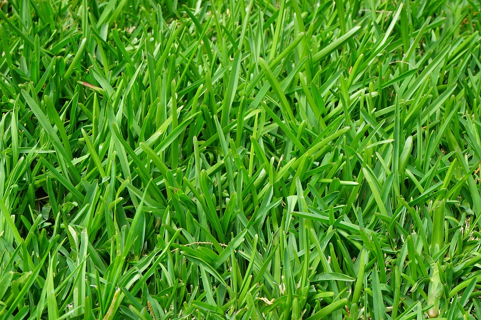 Revitalize Your Lawn: Proven Strategies for Effective Lawn Care