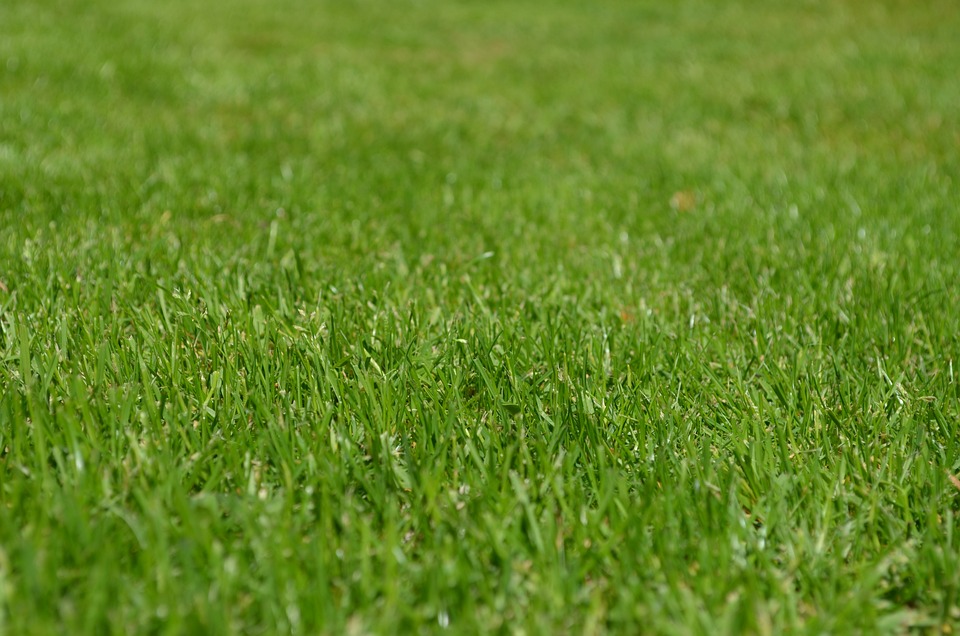 Reviving Your Neglected Lawn: Techniques for Restoring its Former Glory