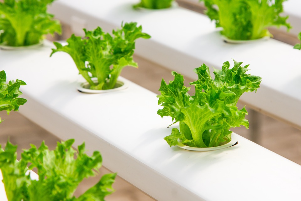 Indoor Gardening Revolution: The Rise of Home Hydroponic Gardens