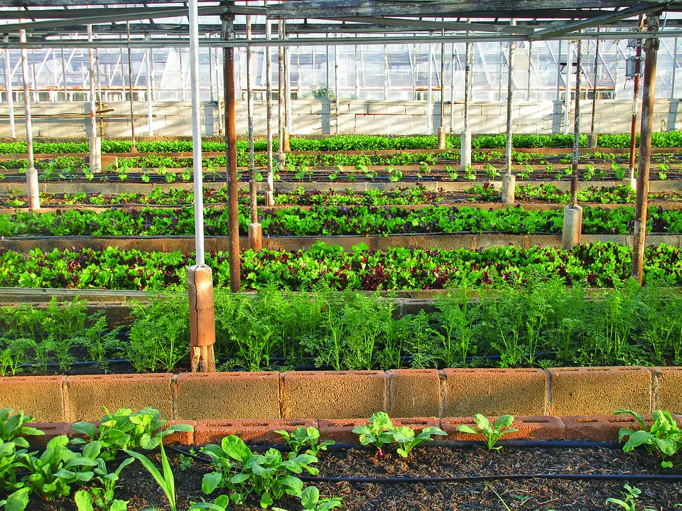 The Rise of Sustainable Agriculture: The Role of Greenhouse Gardening