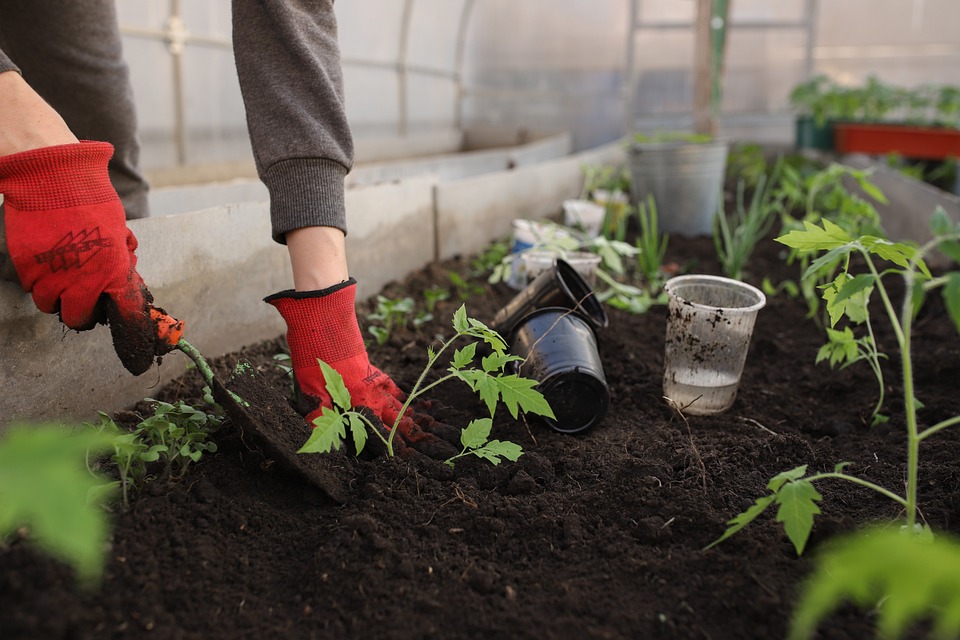 Master the Art of Greenhouse Gardening: Top Tips for Thriving Plants