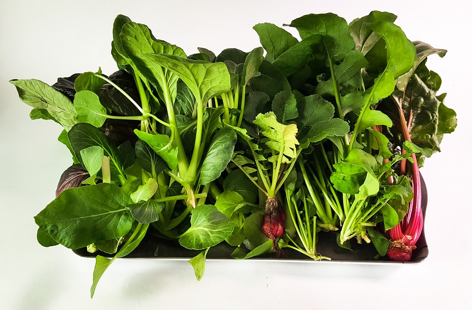 Growing Your Own Food with Home Hydroponics – A Guide for Beginners