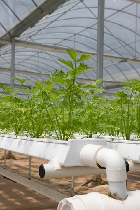 Exploring Hydroponics: A Simple Guide for Beginners