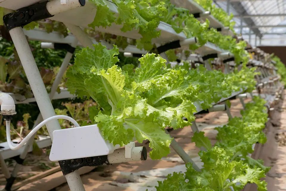 Why Hydroponic Gardens Are Taking Root in Homes Everywhere