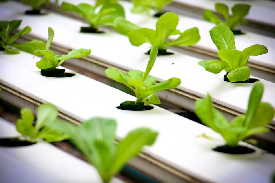 Unleashing Your Green Thumb: The Benefits of a Home Hydroponic Garden