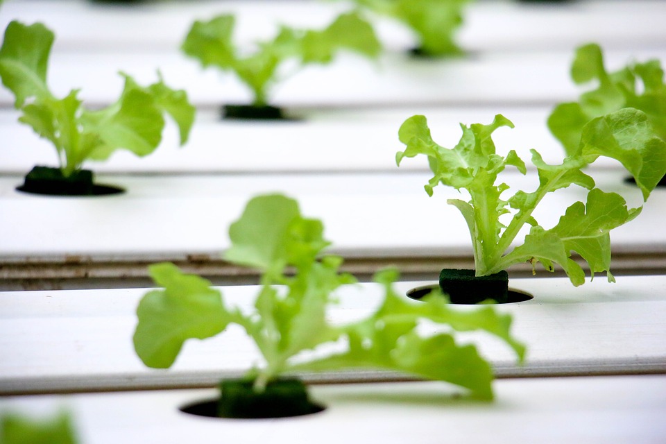 Hydroponics Made Easy: Essential Tips for Beginners