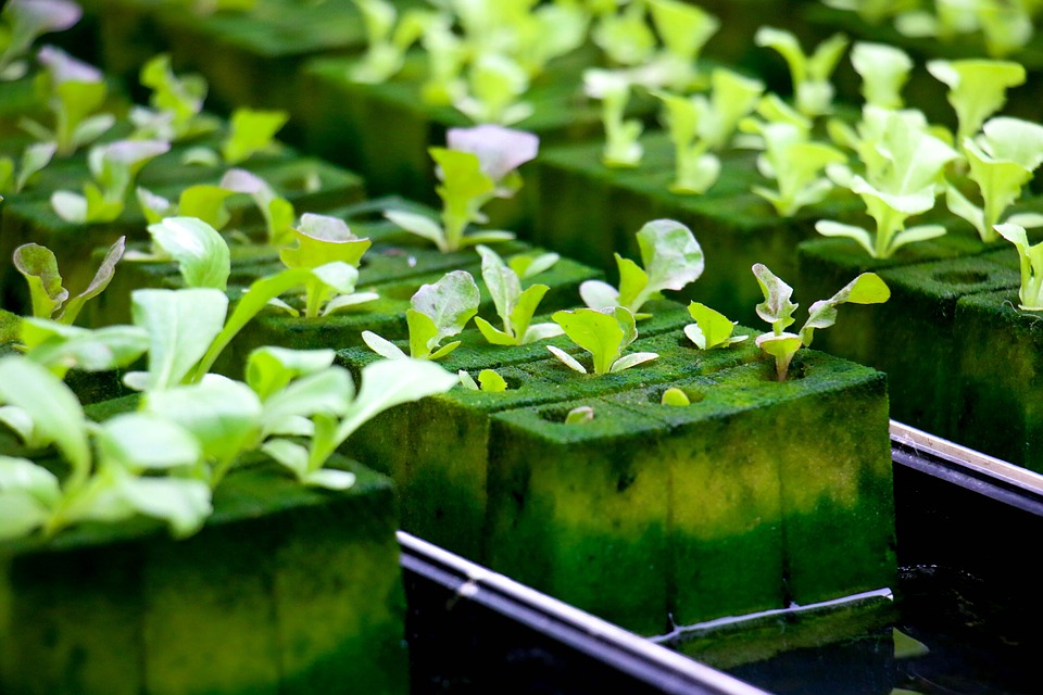 From Seed to Harvest: Unleashing the Power of Hydroponics in Your Home