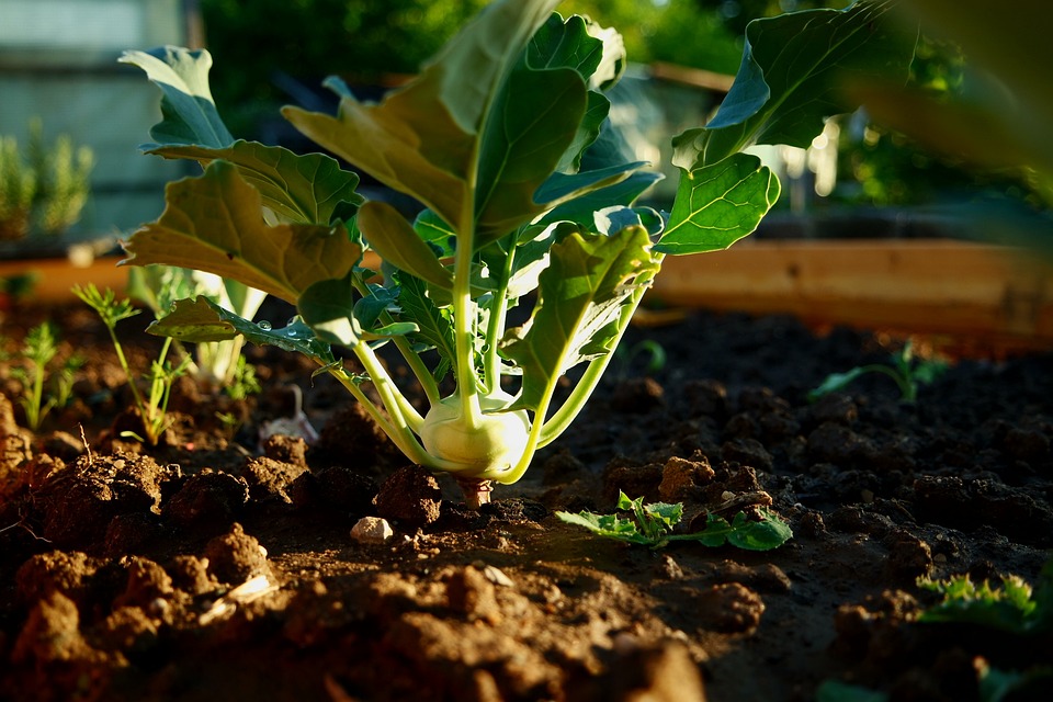 Mastering the Art of Vegetable Gardening: Tips and Tricks for Successful Harvests