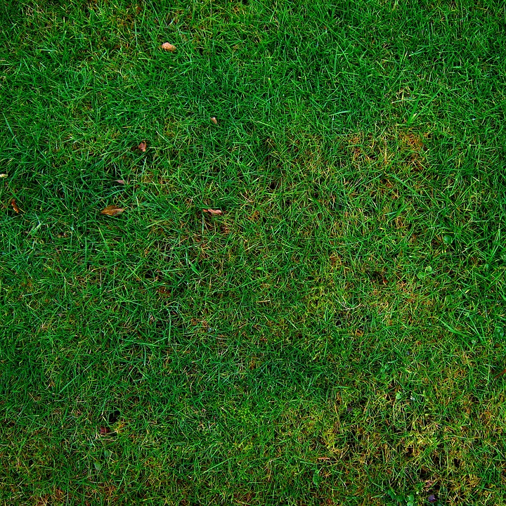 Proven Tips for Achieving a Lush and Healthy Lawn