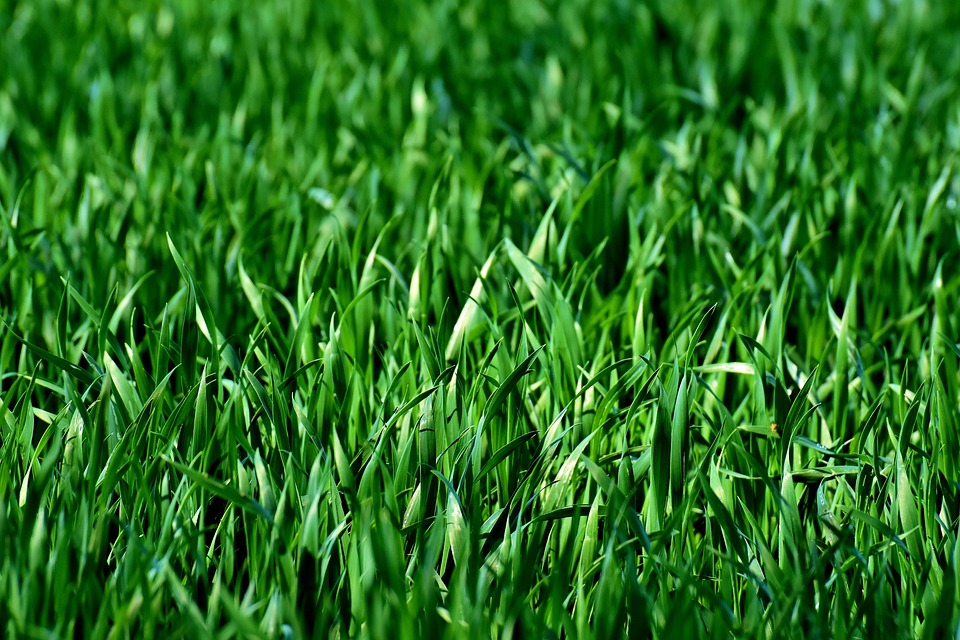 The Science Behind the Lushness: Exploring Lawn Care's Essential Elements