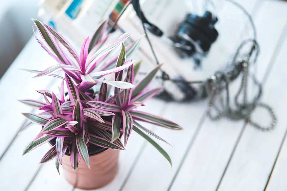 Indoor Gardening 101: A Beginner's Guide to Cultivating Greenery Indoors
