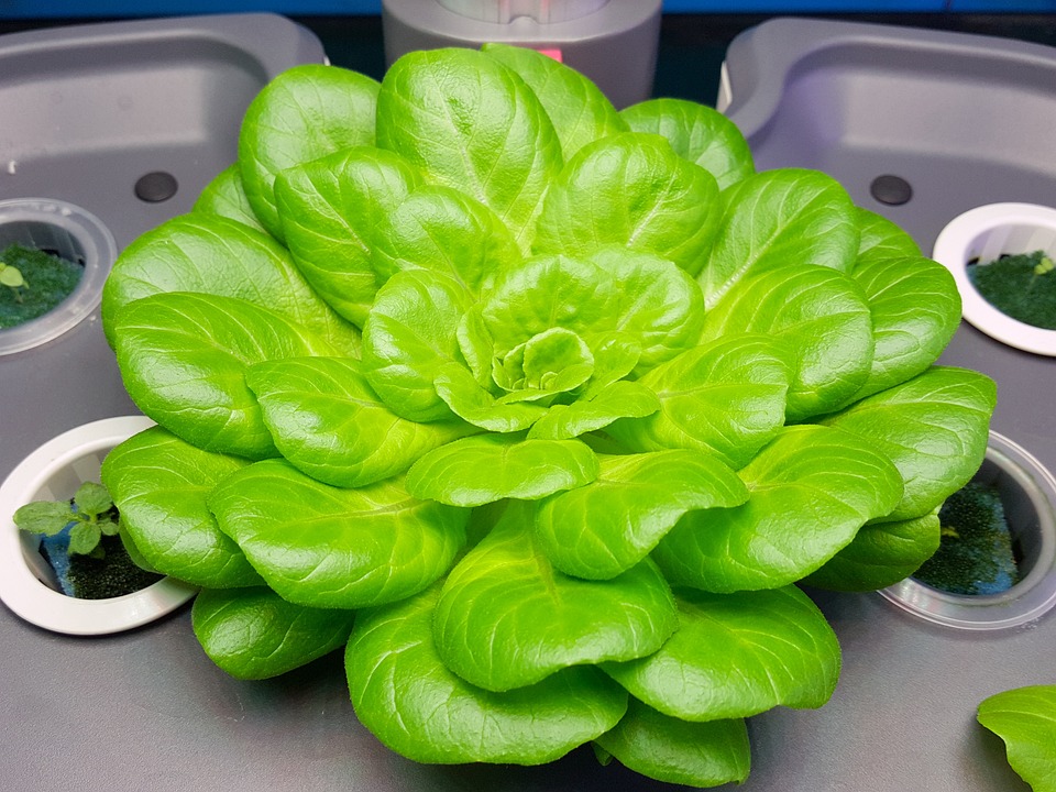 From Seed to Harvest: Step-by-Step Guide to Mastering Home Hydroponics
